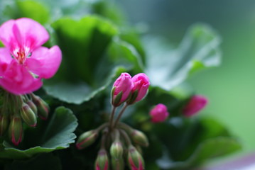 beautiful garden flowers spring in red color fresh in the morning
