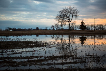 Tree Reflections at Dusk 04