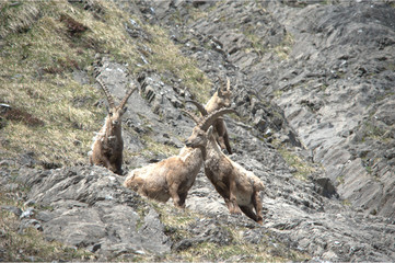 Steinböcke am Berg