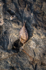 Dead Fish dried out on a rock