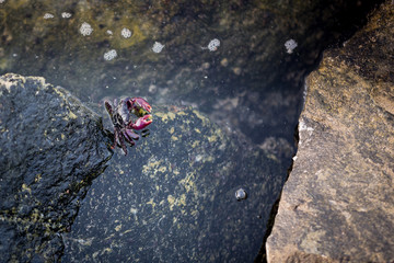 Close up of an ocean crab sitting on a rock inside the water