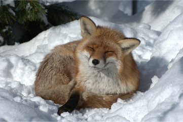 Rotfuchs im Schnee