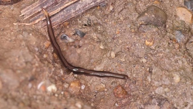a flatworm is crawling on the soil ground