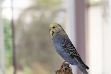 Hansi Wellensittich in blau zahm