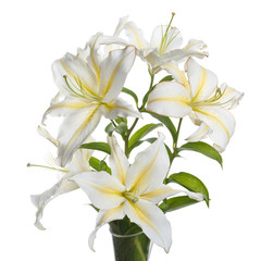Fototapeta na wymiar A branch of delicate white-yellow lily flowers isolated.