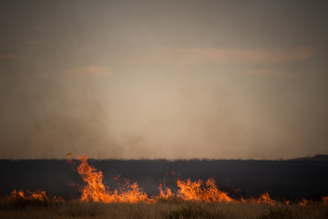 Fototapeta premium burning field whith dry grass
