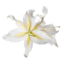 Fototapeta na wymiar Tender flower of white-yellow lily isolated.