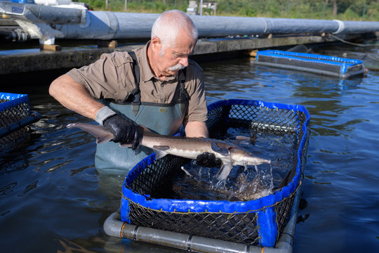 fisherman holding a trout out of the water in fishfarm