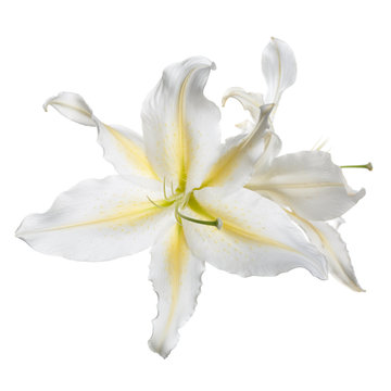 Tender flower of white-yellow lily isolated.