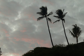 Palm trees blowing in gusty wind in a tropical storm while the warm stormy air gusts the palm tree from side to side.  Dangerous tropical hurricanes and tornadoes.