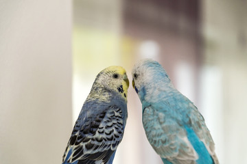 Wellensittiche Hansi und Bubi  in blau und hellblau vor weißem Hintergrund