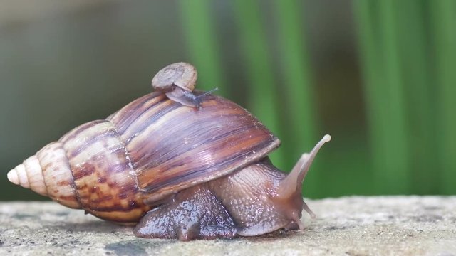 a giant African snail is crawling on the cement ground in the garden