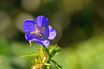 Beautiful blue flower on green natural blurred background.  (Geranium pratense)