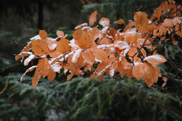 Close-up of the first snow that lies on a branch with brown autumn leaves. In the background fuzzy green branches of spruces. Shot with high contrast colors.