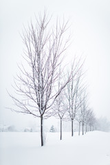 Winter Trees 29
