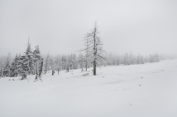 Winter time in the mountains. Trees covered with fluffy white snow, and in the background you can see thick milky fog. The ski season is fully winter