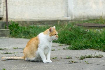 Cat in the garden. Slovakia