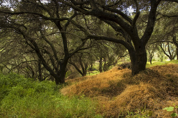 Fototapeta na wymiar Olive Grove in Greece. Olive oil trees on uneven terrain.