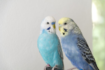 Wellensittich Päärchen Hansi und Bubi in blau und hellblau vor weißem Hintergrund