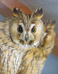 Beautiful and big owl