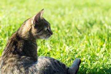 Cat in the garden. Slovakia