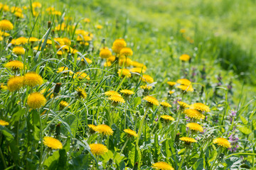 Field of blooming yellow dandelion flowers (Taraxacum Officinale)  in park on spring time. A green meadow in the background. Place for subtitles. Medical herb and food ingredient