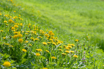 Field of blooming yellow dandelion flowers (Taraxacum Officinale) in park on spring time. A green meadow in the background. Place for subtitles. Medical herb and food ingredient
