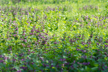 Field of blooming purple wildflowers in park on spring time. Close Up of flowers and blurred background for subtitles. Grows in the wild.