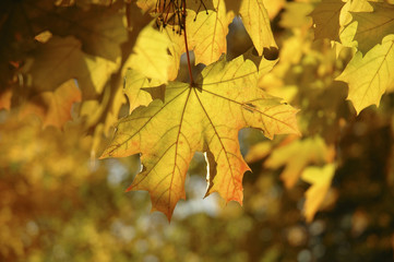 Close-up of a golden maple leaf hanging on a tree in the autumn season. Visible details, autumn colory, blurred background. The most beautiful period of the year in nature.
