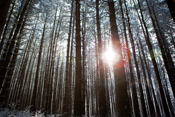 Winter Trees 14