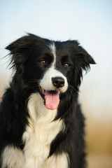 Obraz na płótnie Canvas Border Collie dog outdoor portrait 