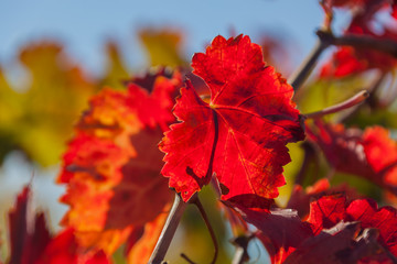 Obraz premium Close-up red grapes leaves in an autumn vineyards of Tuscany region on the natural blurred background, Italy