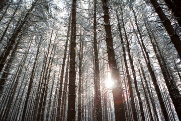 Winter Trees 12