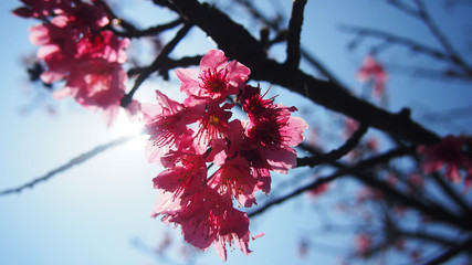 Pink blossom sakura flowers