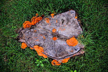 Fototapeta premium Orange mushroom growth on wood, Pycnoporus cinnabarinus, also known as the cinnabar polypore