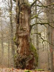 Fototapeta na wymiar Old beautiful tree