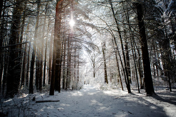 Winter Trees 04