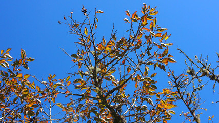 Autumn leaves on blue sky