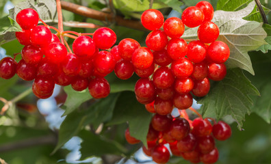 A big bunch of bright red ripe viburnum berries with green leaves
