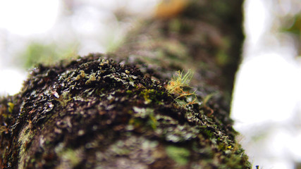 Mosses on the tree