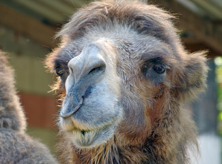 Portrait of Camel