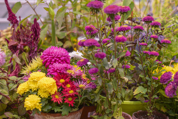 autumn bouquet with asters