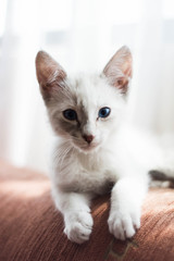 White little cat