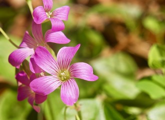Oxalis debilis, wood sorrel, with green and brown leaves in the background