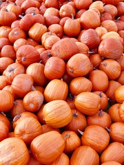 Huge pile of round, bright orange pumpkins for Halloween and Thanksgiving holidays.