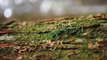 Mosses on the tree