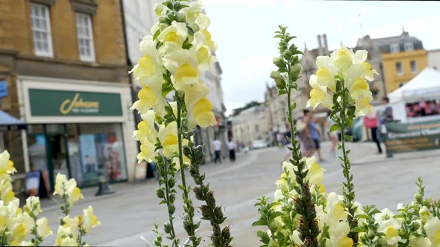 Yellow flower waving in the breeze with Market Place street out of focus tilted for effect in the background at Cirencester a market town in east Gloucestershire, England,