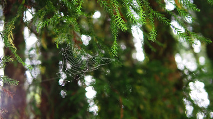 Spider web on tree