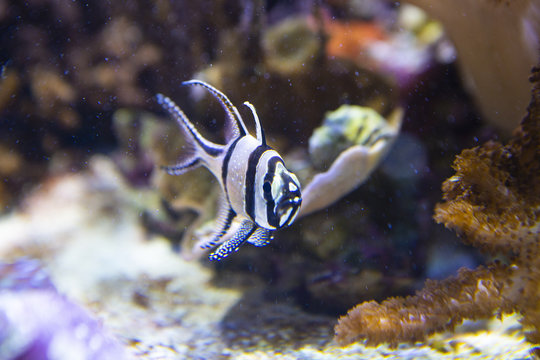 Banggai cardinalfish