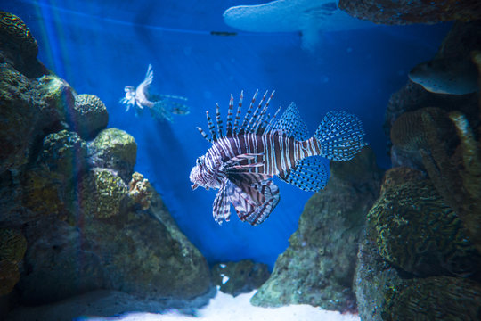 Lionfish